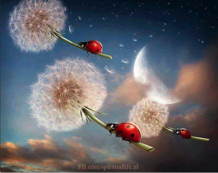 lievebeest-paardebloem. 14