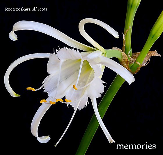 memories-rootszoekers