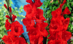 Tiny Bogaars 6-8-1925